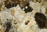 Beautiful Petrified Wood (Araucaria) Slab - Madagascar #361471-1